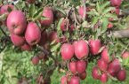 آغاز برداشت خوش عطرترین سیب آذربایجان شرقی از باغات شهر زنوز