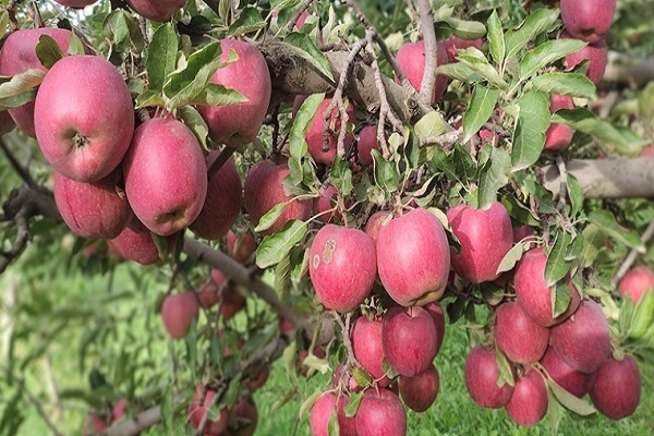آغاز برداشت خوش عطرترین سیب آذربایجان شرقی از باغات شهر زنوز