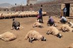 ۸۰۰ تن پشم در مرند جمع آوری می شود ۸۰۰ تن پشم در مرند جمع آوری می شود